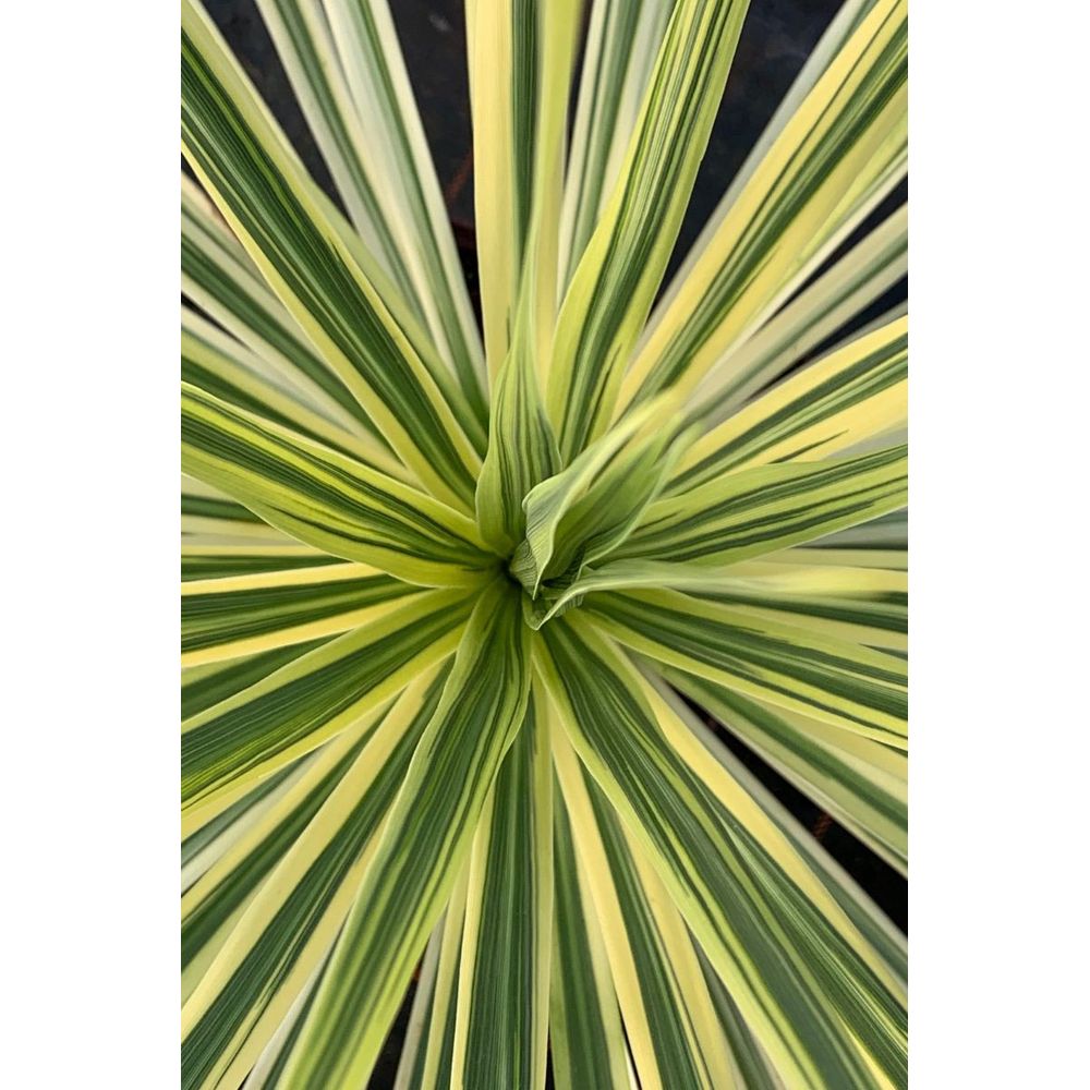 Cordyline 'lime passion' - en pot de 3 litres