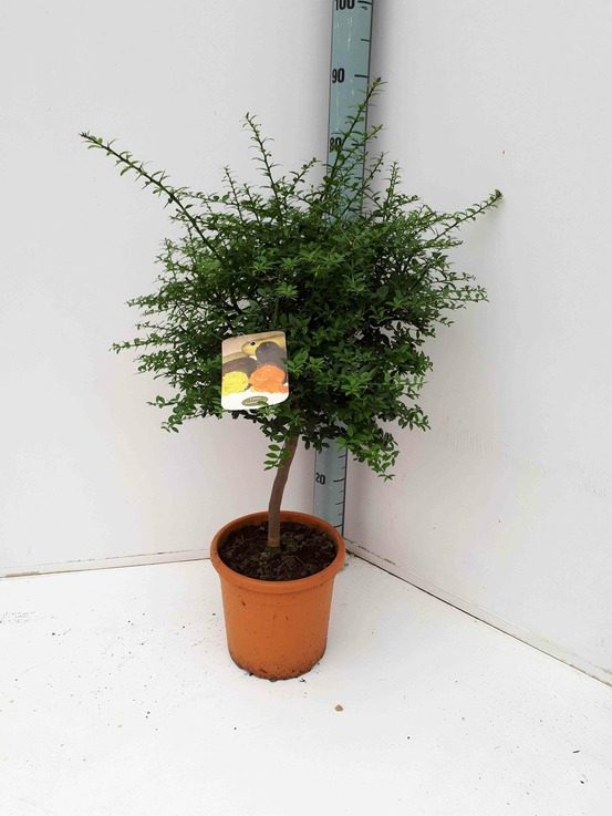 Microcitrus australasica (caviar de citron) pot de 10l 100/120cm