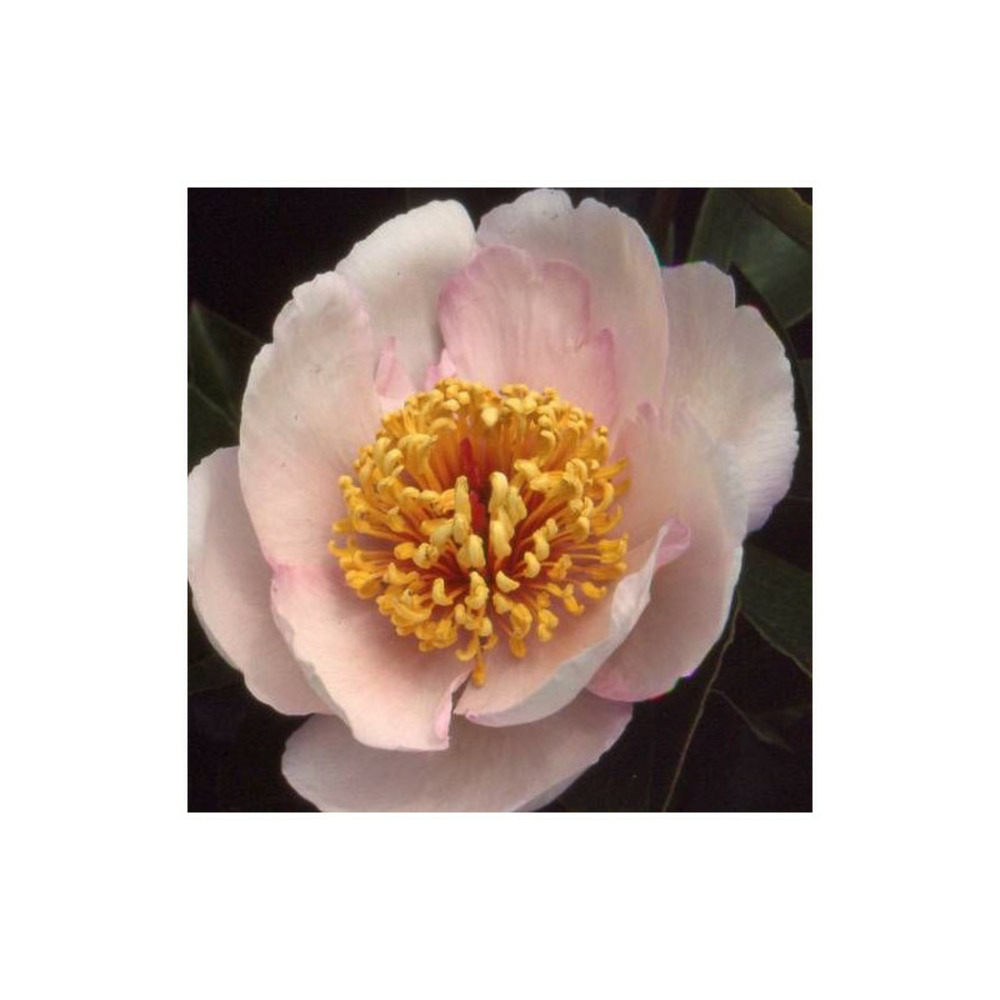 Pivoine herbacée chalice pot de 2l - 10/20 cm