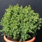 Cèdre du japon japonica vilmoriniana/cryptomeria japonica vilmoriniana[-]pot de 3l - 40/60 cm