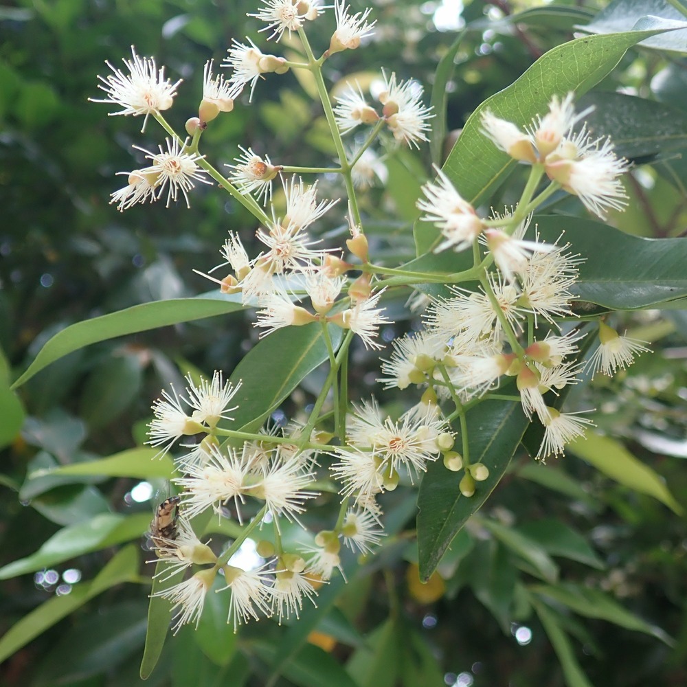 Myrte d'australie newport - eugenia - le pot / ø 9cm, vendu par lot de 4