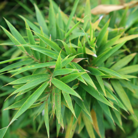 Bambou fargesia rufa 125/150cm