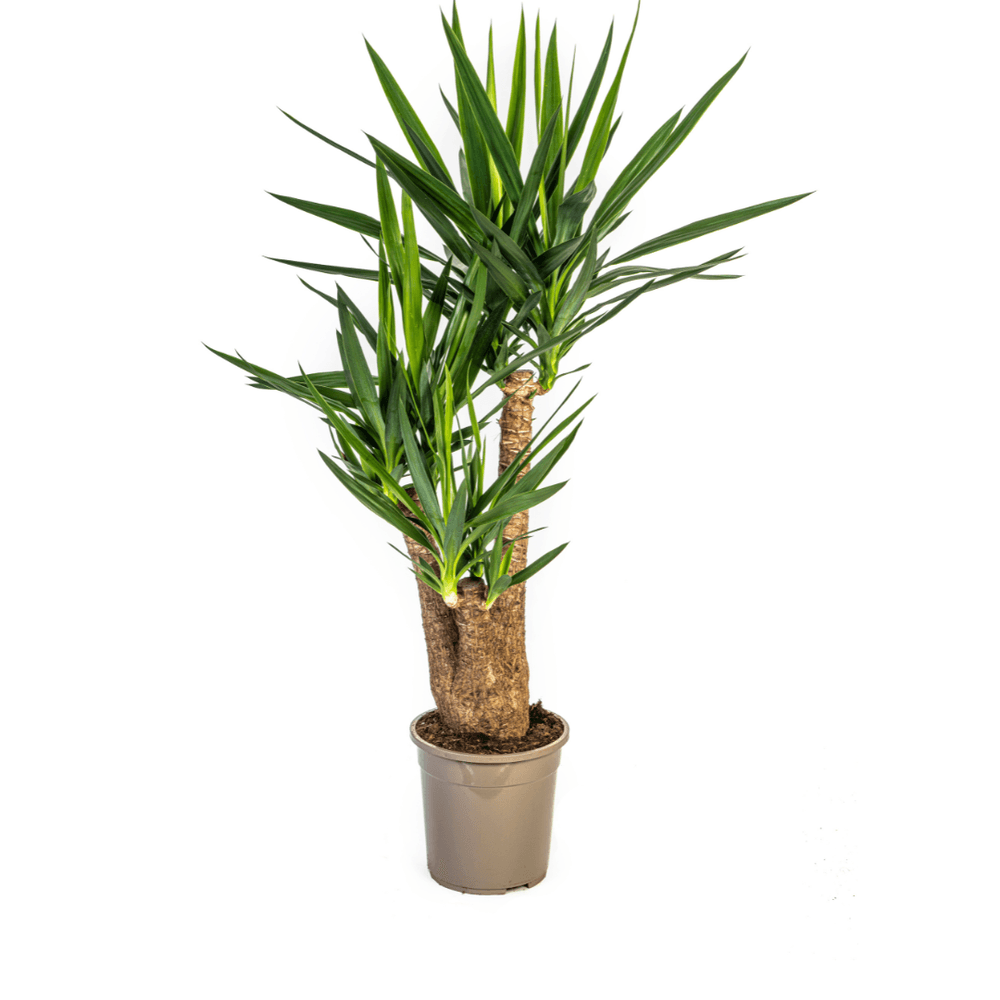 Yucca elephantipes ramifiée ø24cm - ↕80-100cm - plantes d'intérieur