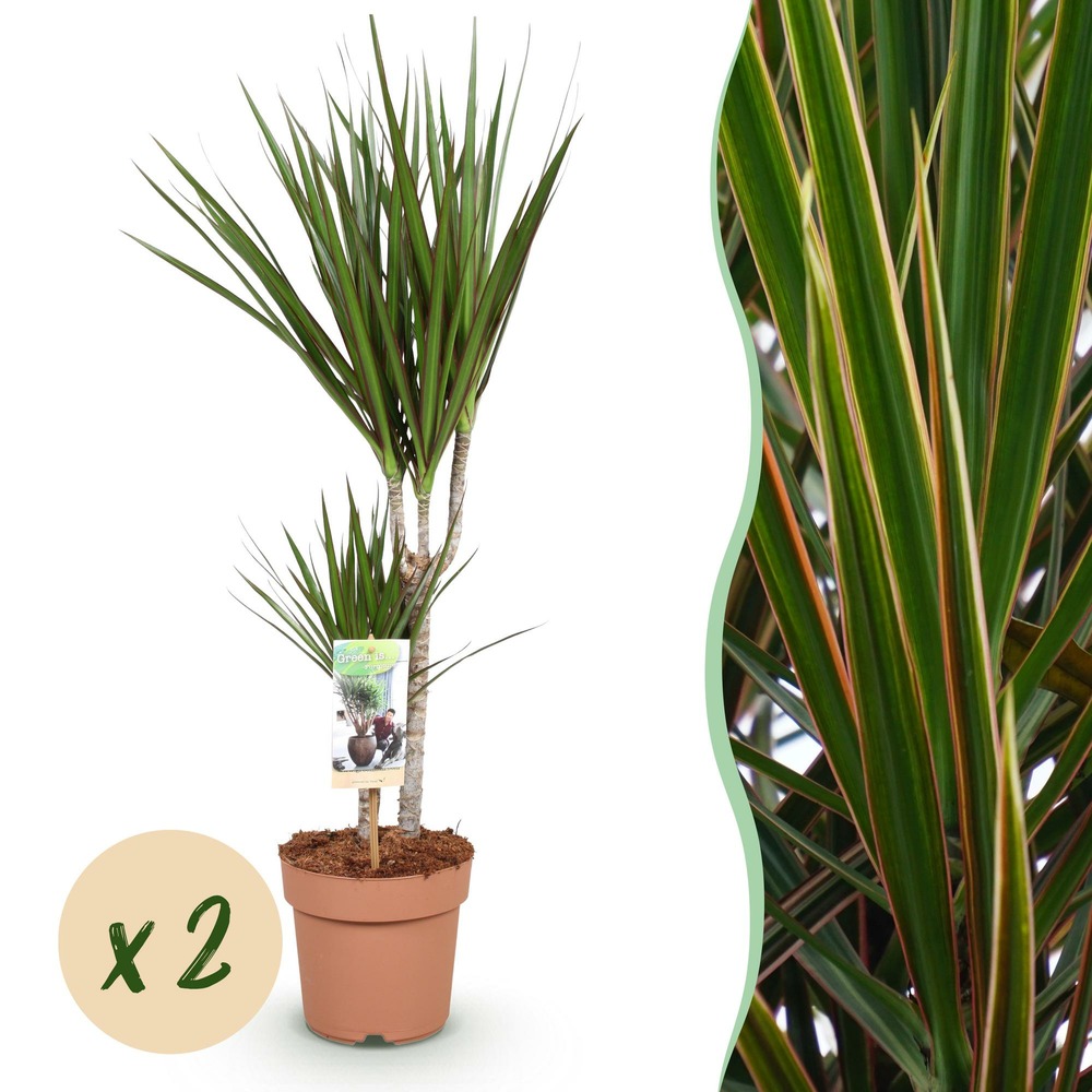 Dracaena marginata – lot de 2 – hauteur 70-80 cm