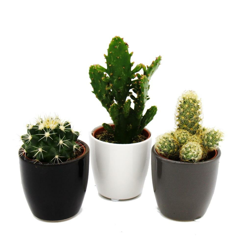 Ensemble de 3 cactus dans une jardinière - noir blanc gris - environ 7-10cm de haut