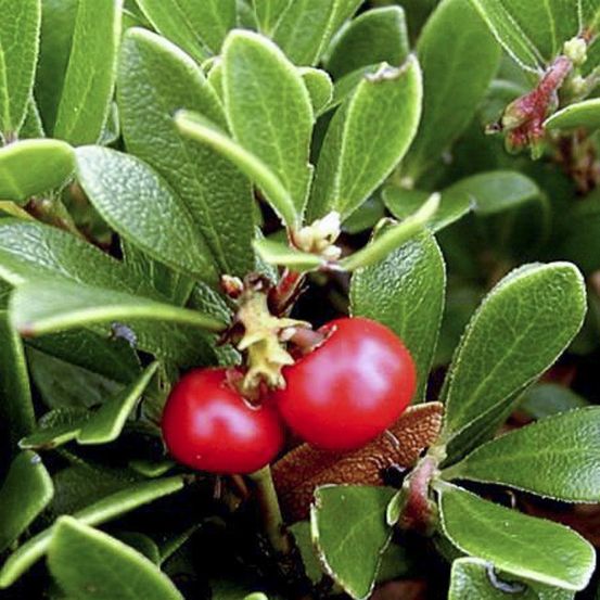 Busserole, raisin d'ours godet de 8/9 cm