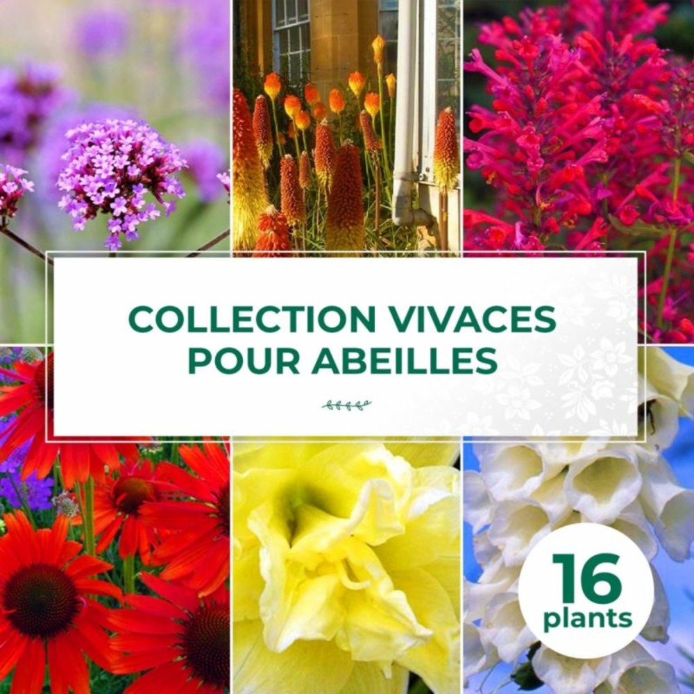 Collection de 16 vivaces pour les abeilles et papillons