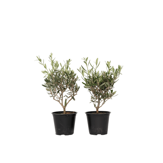 Olivier - set de 2 - olea europaea - hauteur 25-40cm - ⌀14cm