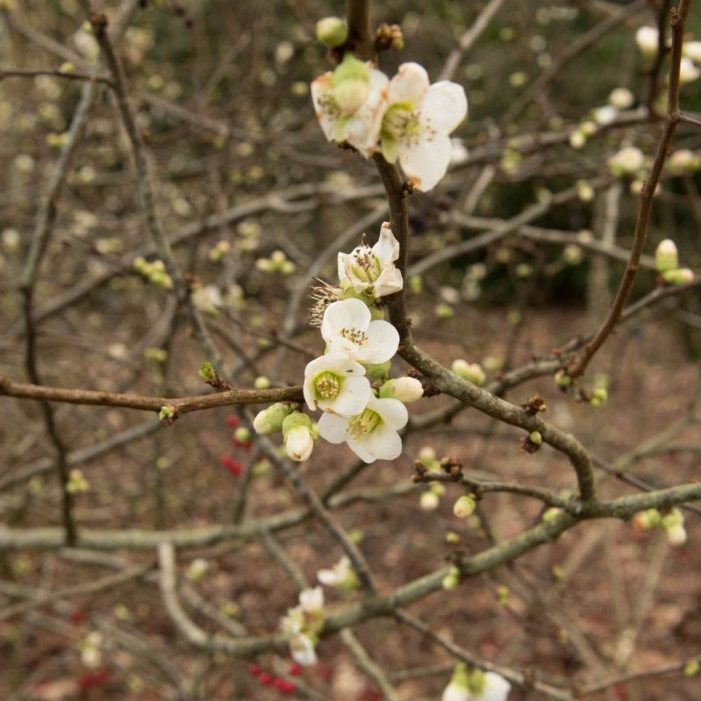 Cognassier du japon 'nivalis' (chaenomeles speciosa 'nivalis')