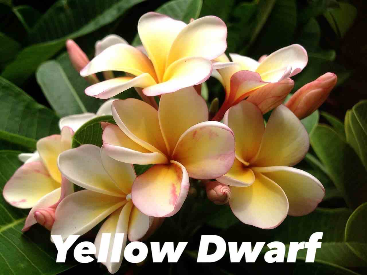 Plumeria rubra "dwarf yellow" (frangipanier) taille pot de 2 litres ? 20/30 cm -   jaune et blanc