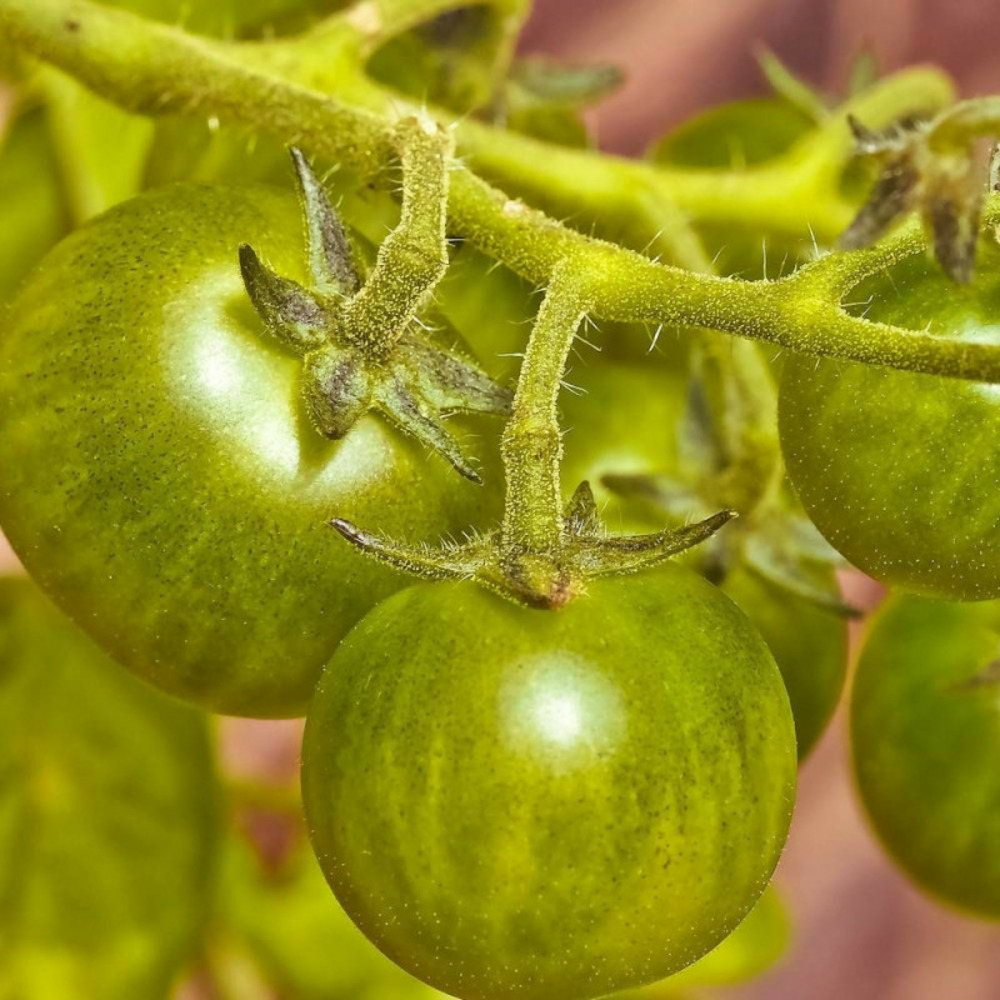Graines de tomate green zebra - sans traitement - vilmorin sachet