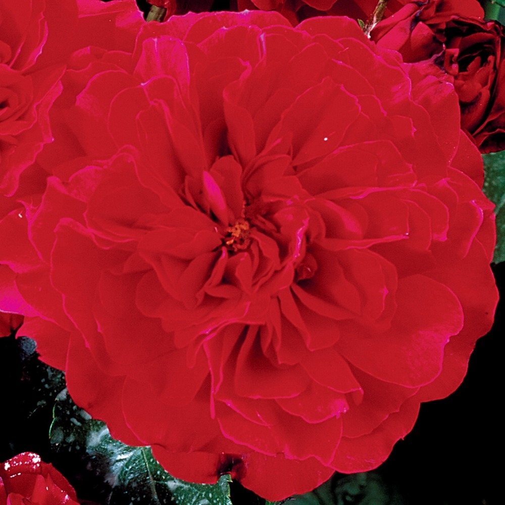 Rosier anglais 'english legend hamlet' pot de 4l/5l