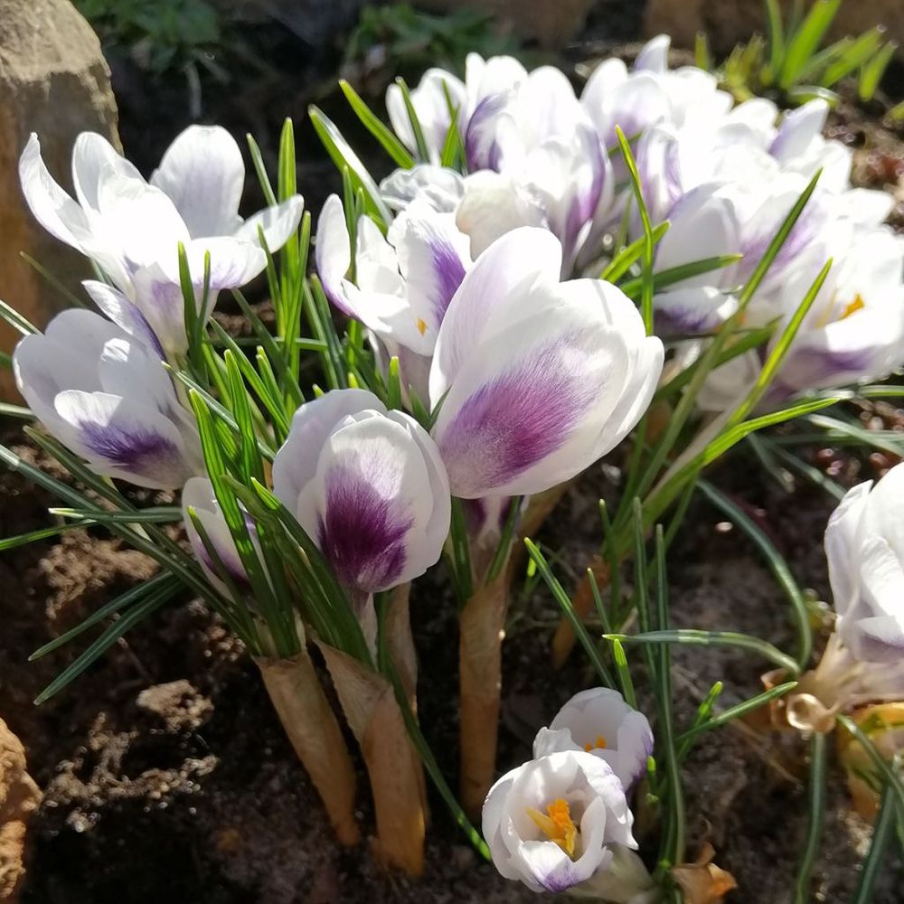 Crocus chrysanthus 'prins claus' bulbe calibre 6+ (par 30)