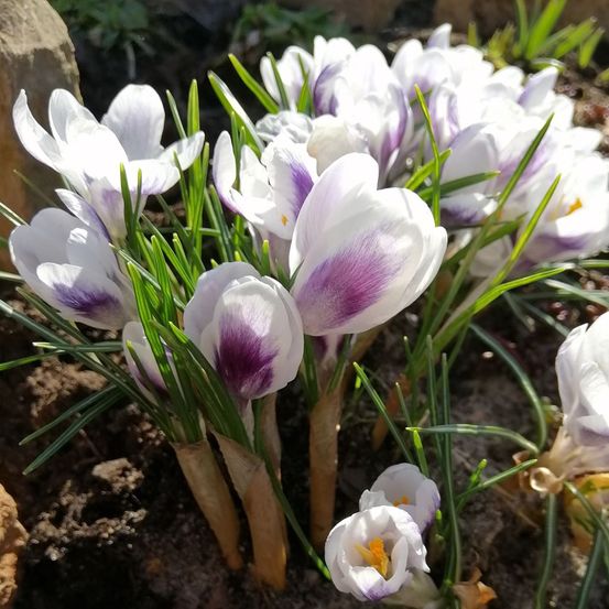 Crocus chrysanthus 'prins claus' bulbe calibre 6+ (par 30)