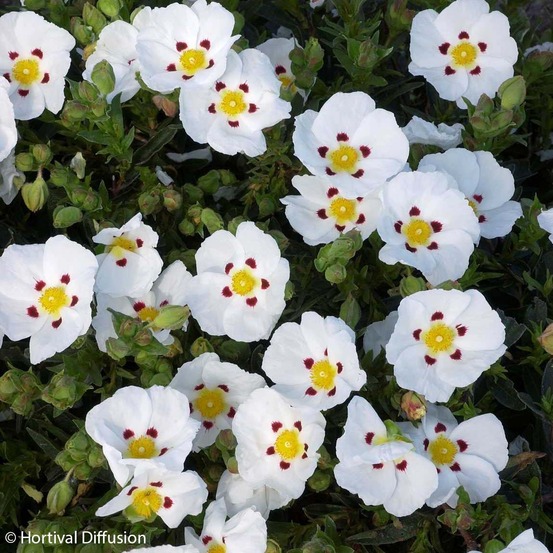 Ciste du portugal - cistus x lusitanicus decumbens pot de 2l/3l