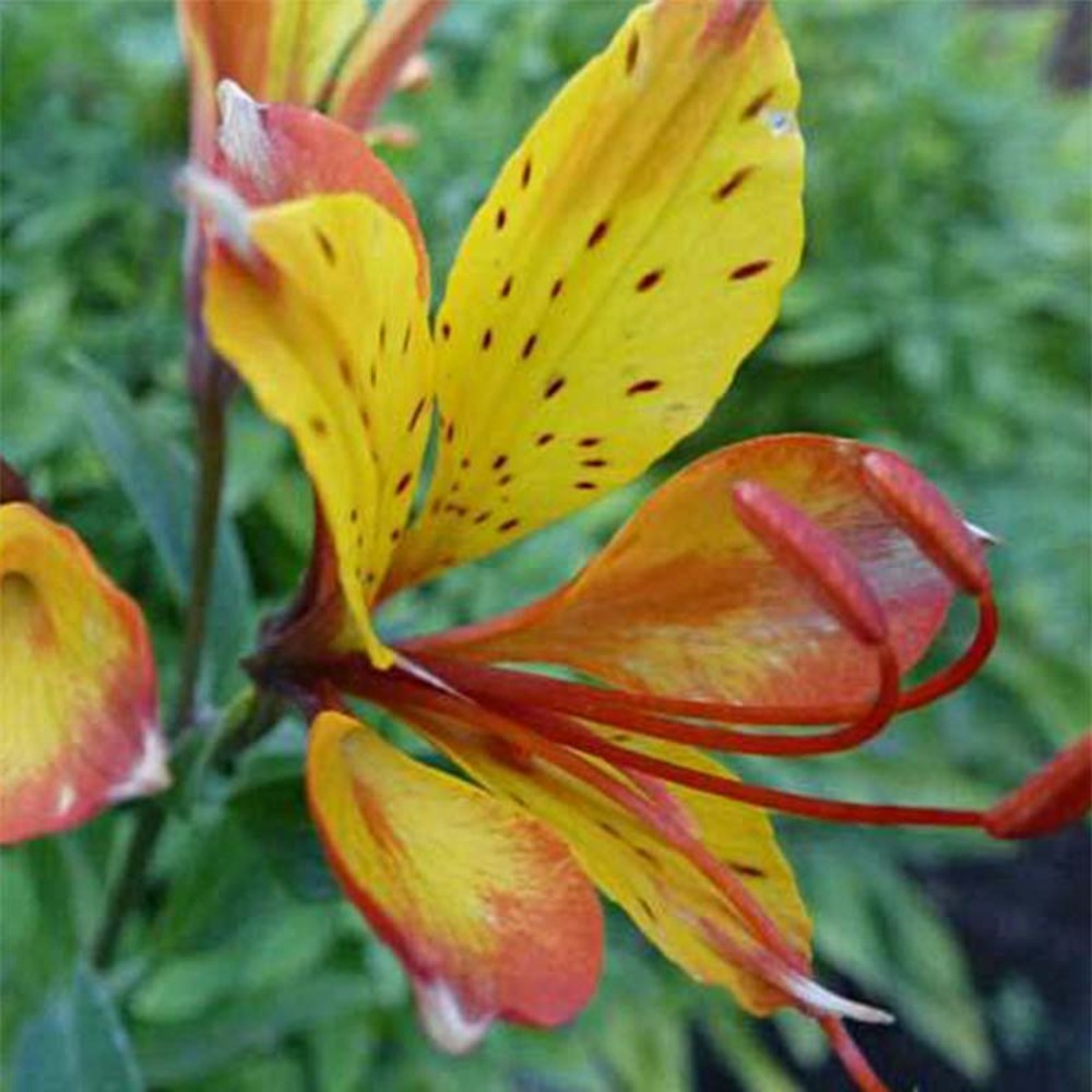 Lis des incas 'sweet laura' godet de 8/9 cm