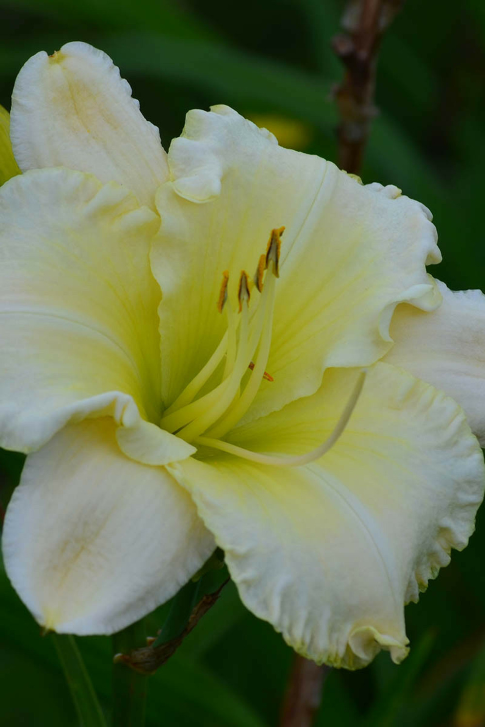 Hémérocalle nordic mist' - en pot de 2 litres