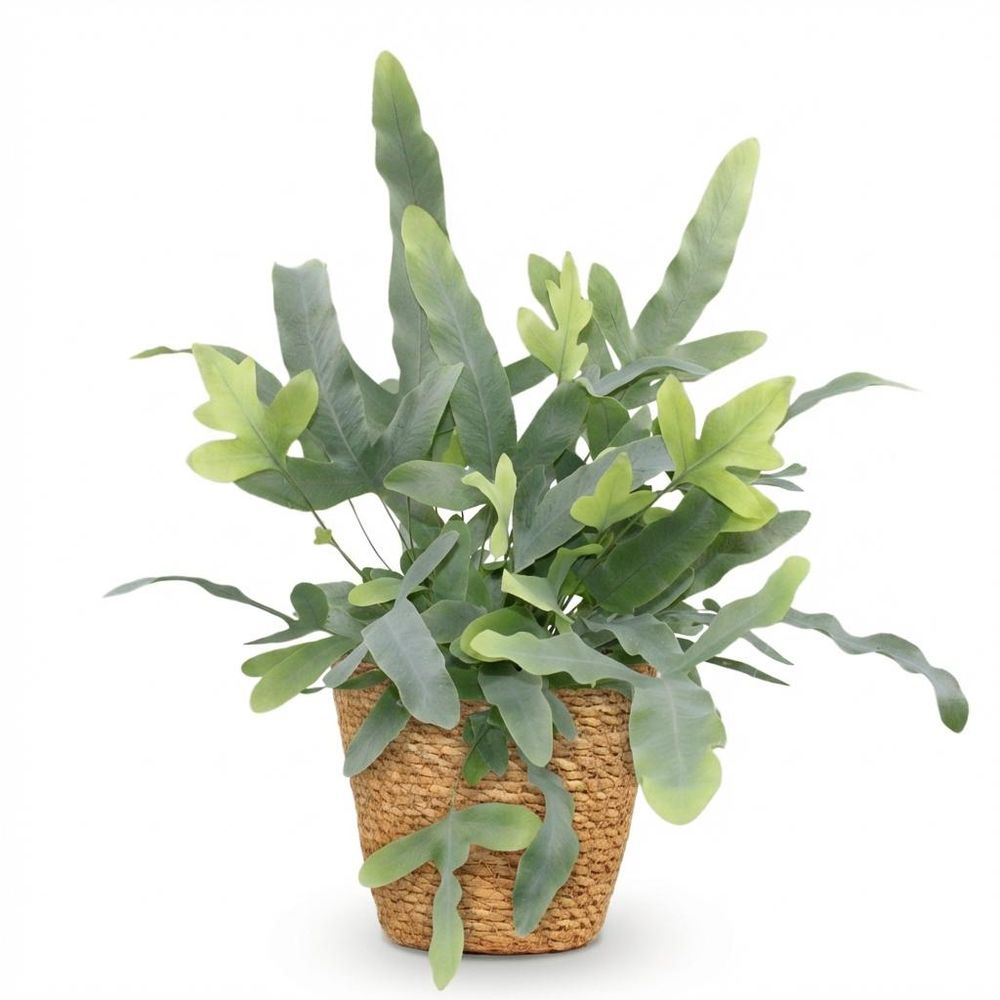 Phlebodium aureum blue star - pet-friendly - pot de 12cm - hauteur 25-30cm