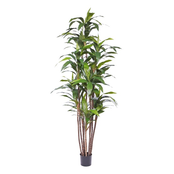 Plante artificielle draceana fragrans deluxe 210cm