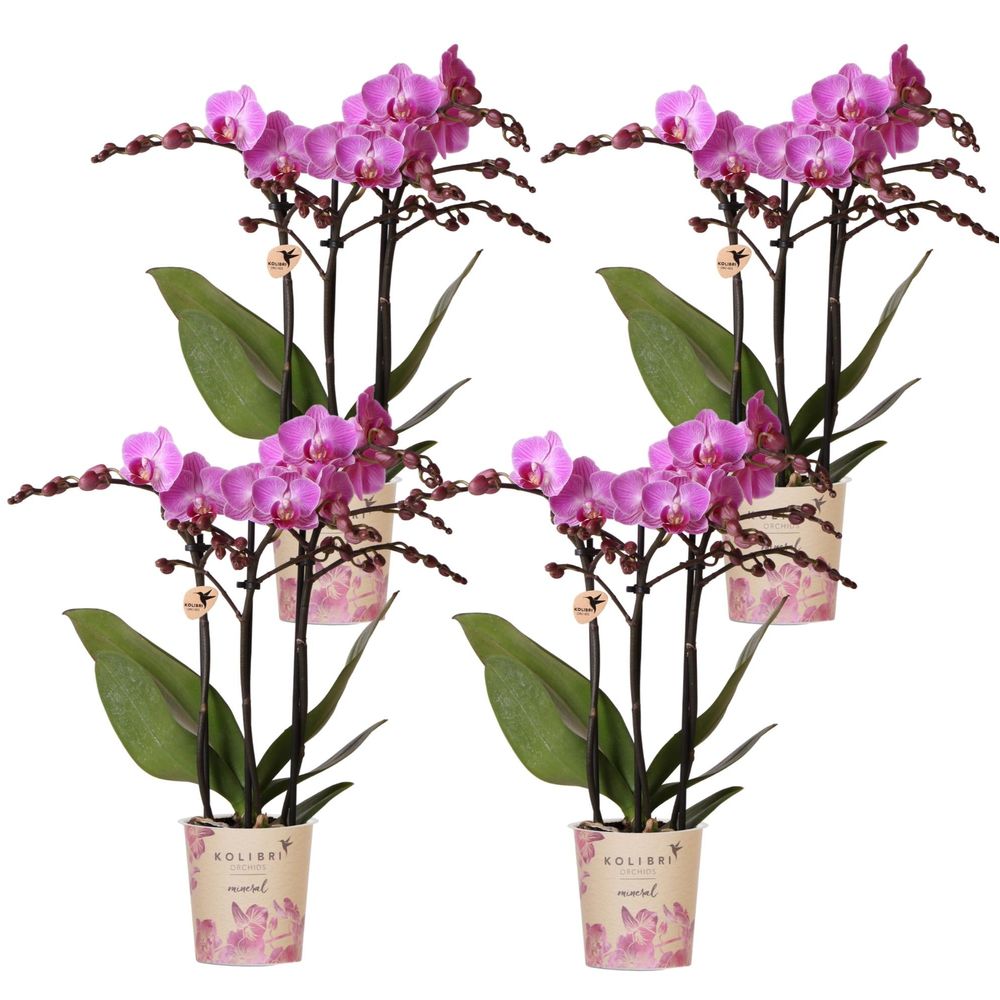 Lot de 4 orchidées phalaenopsis 'vienne' violet - pot de 9cm - plantes d'intérieur