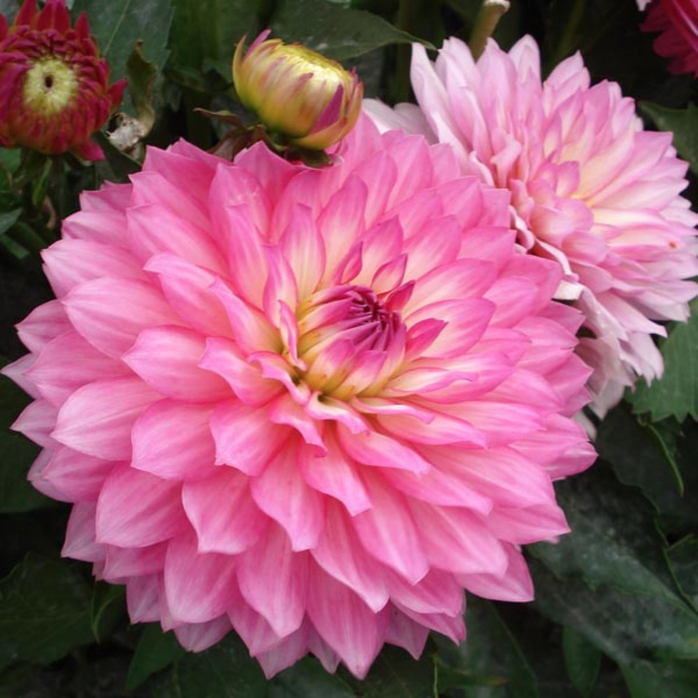 Dahlia nain double 'gallery bellini' bulbe calibre i (par 3)