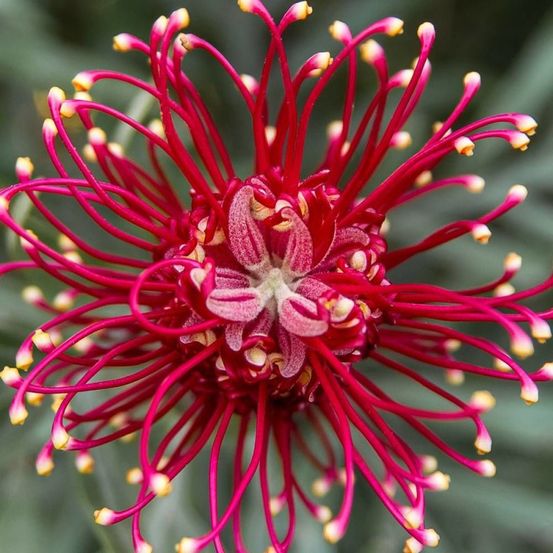 Grévilléa à feuilles de genévrier, grevillea pot de 3l - 20/40 cm