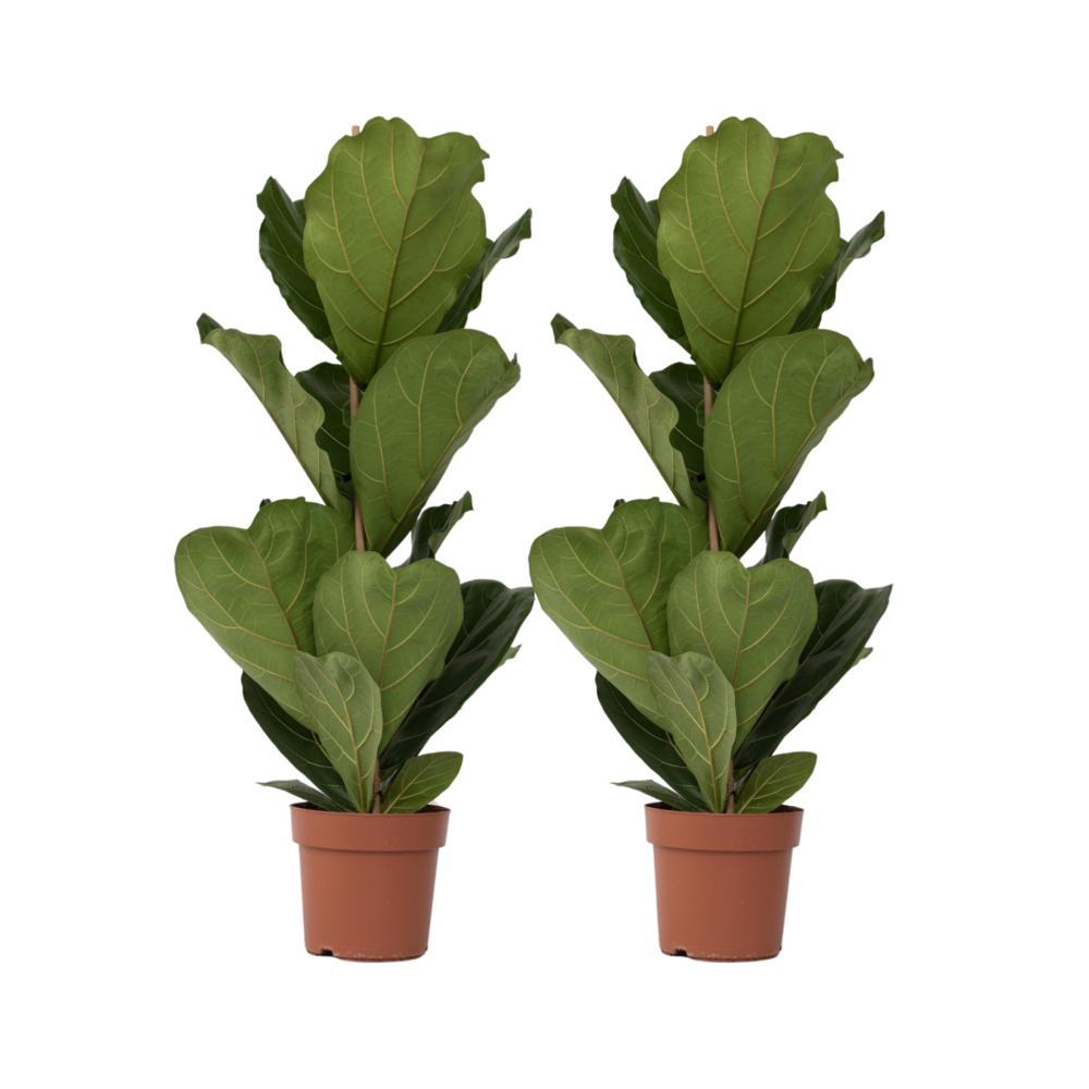 Figuier à feuilles de violon - set de 2 - ficus lyrata - hauteur 70-90cm - ⌀21cm