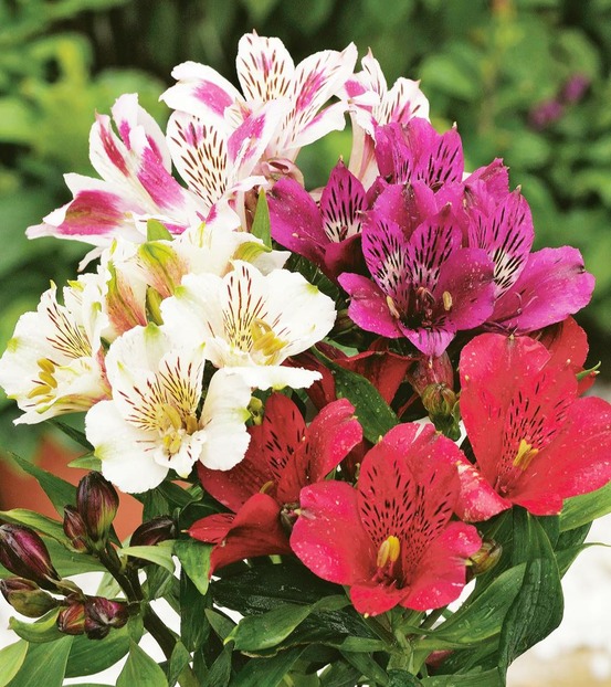 Melange alstroemeres - 6 bulbes plantes vivaces