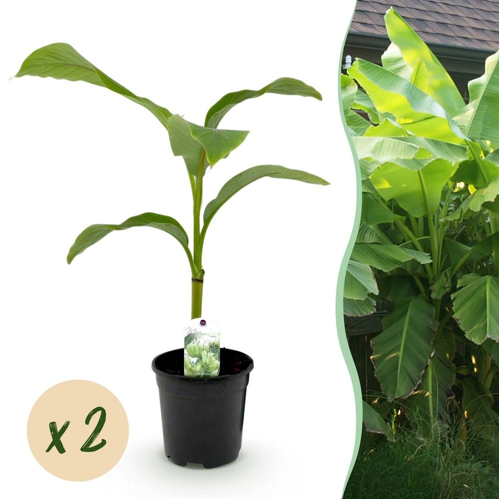 Bananier rustique - lot de 2 - pot 17 cm - hauteur 40 cm