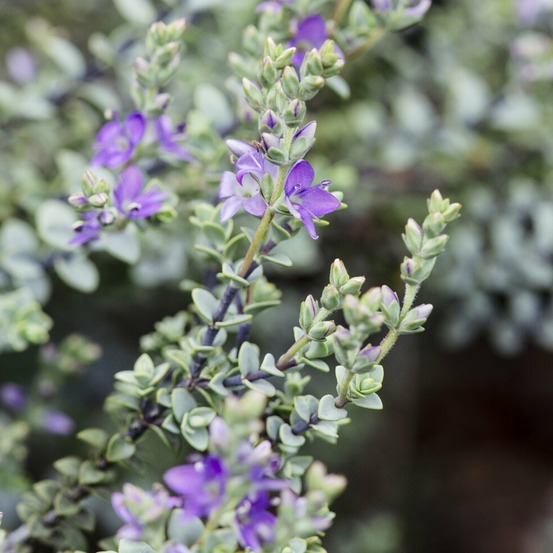 Véronique arbustive quicksilver - hebe - le pot / ø 17cm, vendu par lot de 2