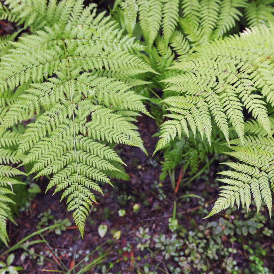 Fougère mâle - dryopteris filix-mas 20/25 cm pot 2l