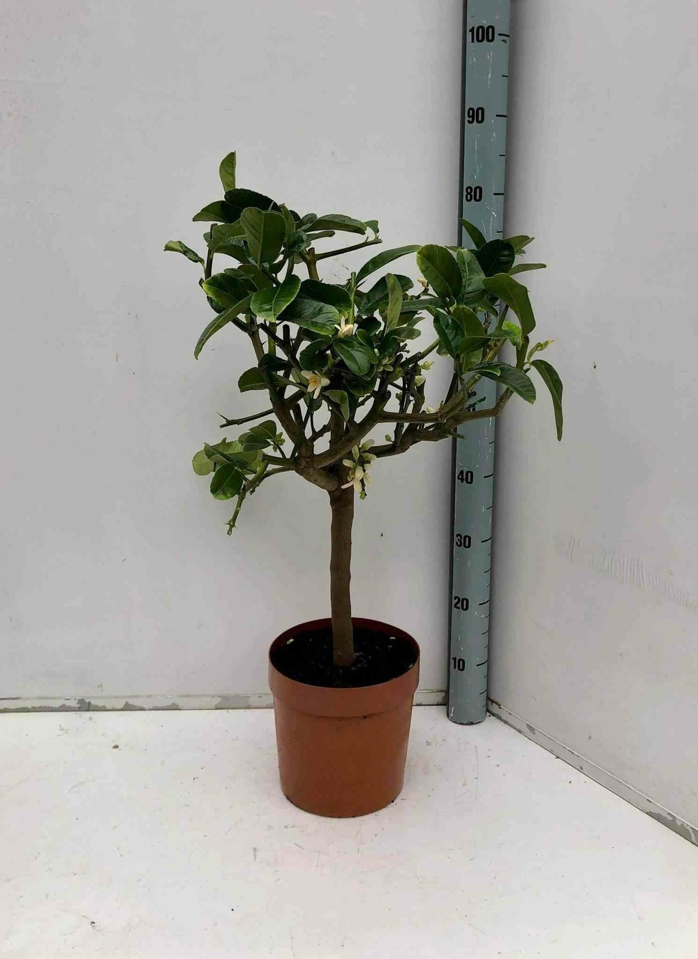 Citrus medica digitata (main de bouddha) pot de 4 litres - 30/50 cm