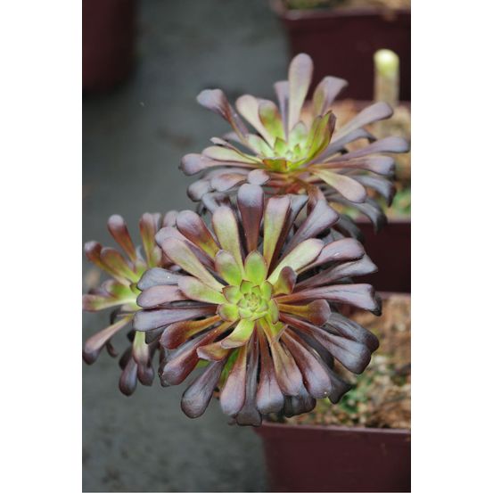 Aeonium en arbre 'schwarzkopf' - en pot de 3 litres
