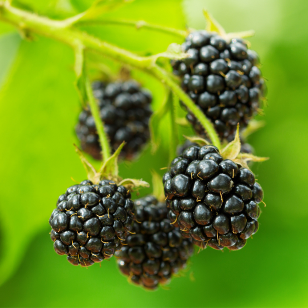 Mûrier chester thornless - rubus fruticosus chester thornless 50/60cm