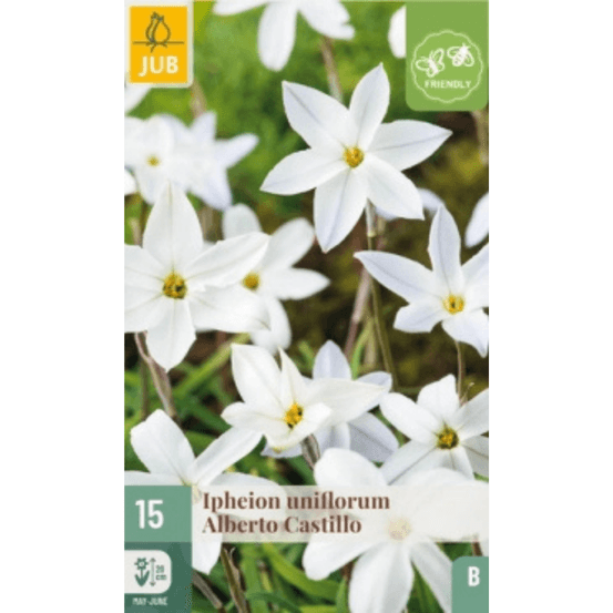 15 bulbes d'ipheion alberto castillo blanc
