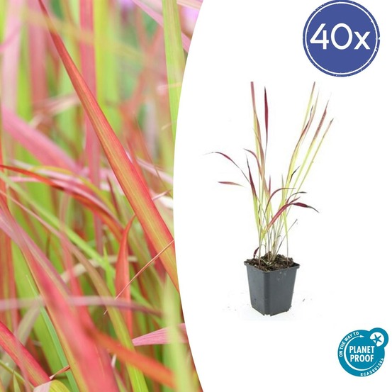 Imperata herbe sanglante 'red baron' x40 – entre 2,5 et 3,33m2