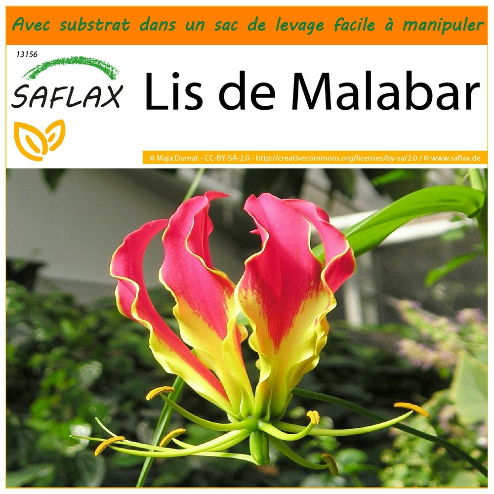 Garden in the bag - lis de malabar - 15 graines - gloriosa rothschildiana
