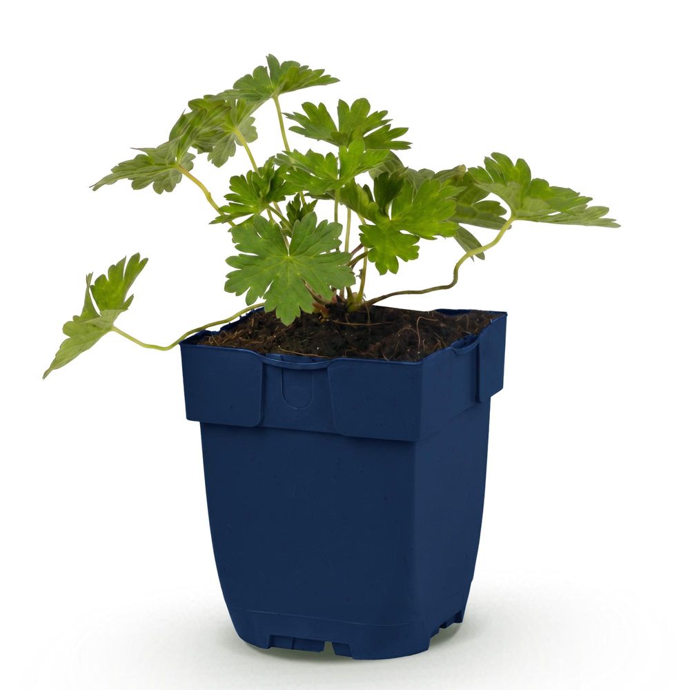 Géranium vivace 'rozanne' - pot 11 cm - hauteur 25 cm