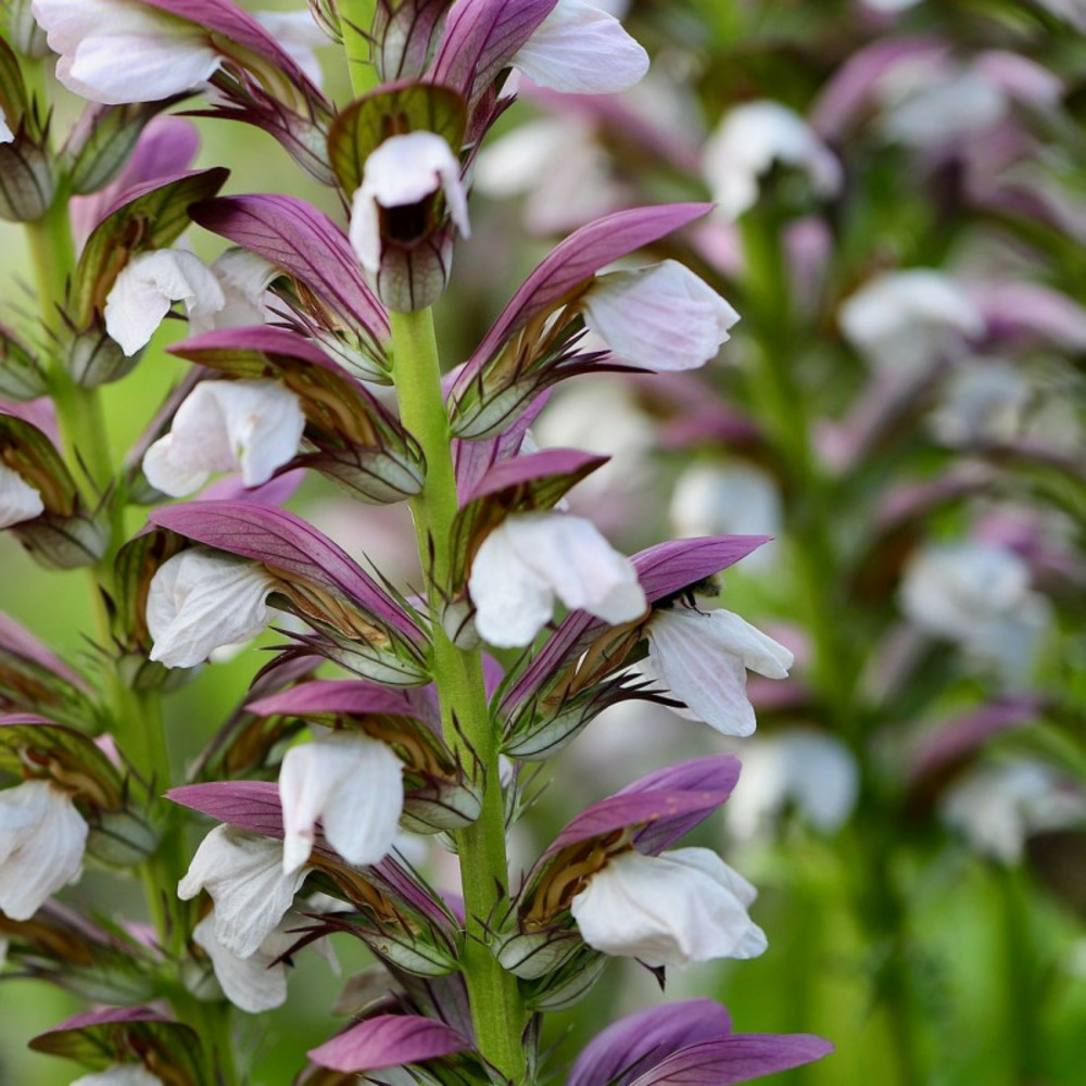 Acanthe molle, acanthus lot de 9 godets