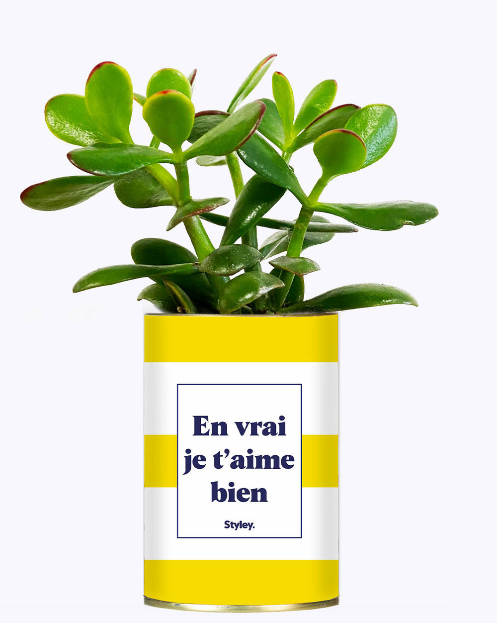 Plante drôle - en vrai je t'aime bien - cactus