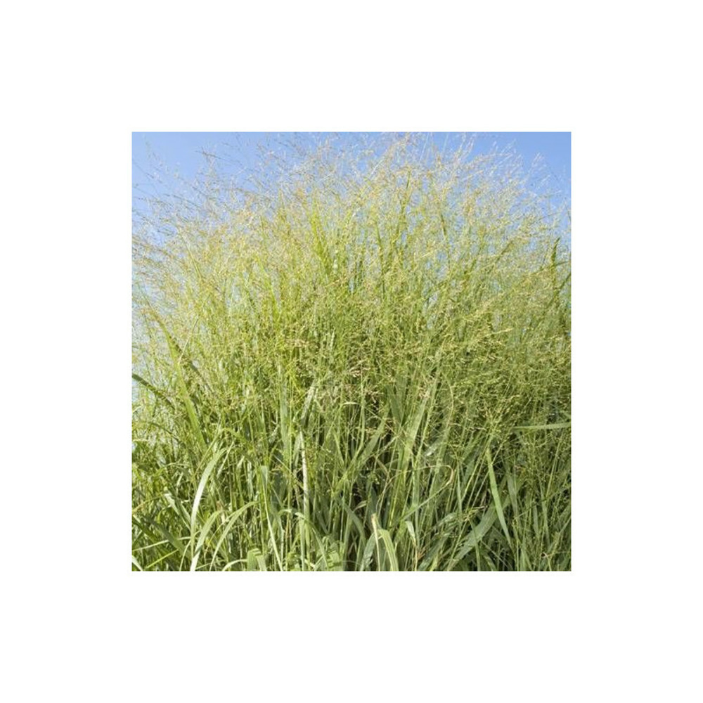 Panic érigé, panicum lot de 3 godets