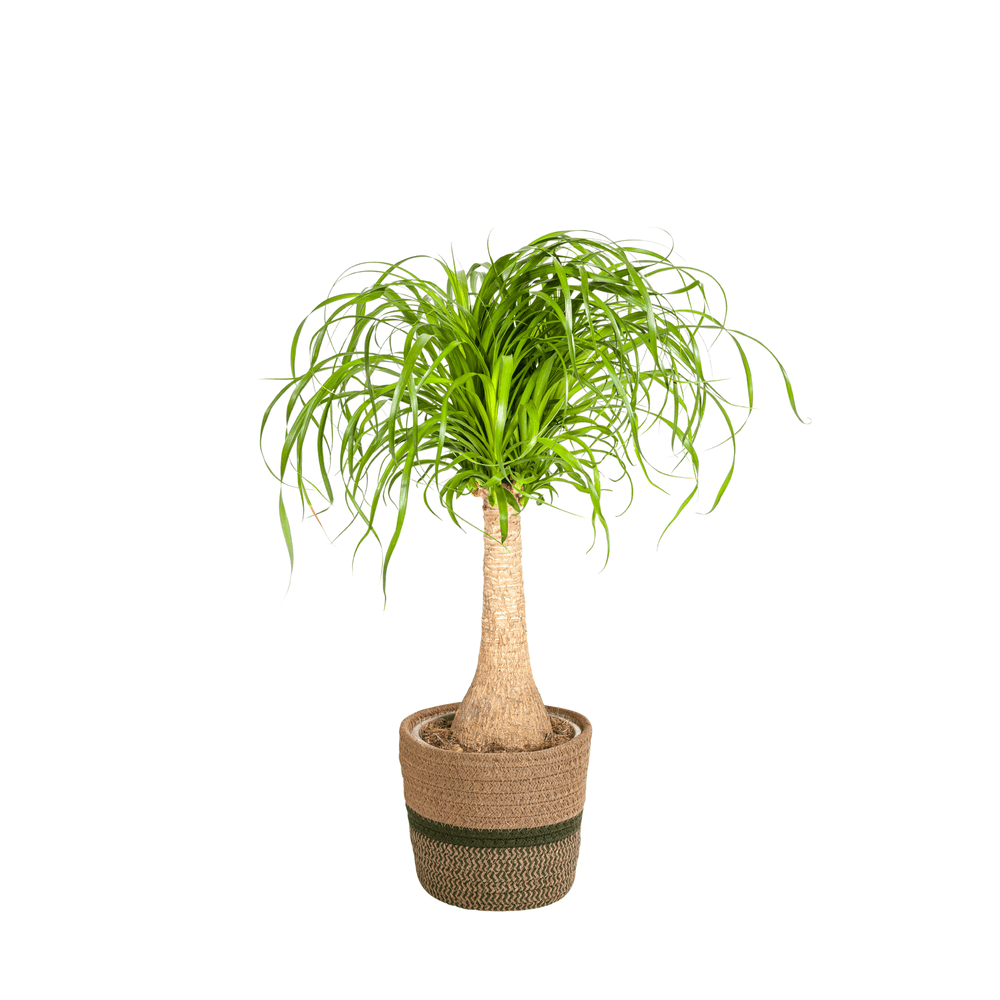 Beaucarnea recurvata tige avec cache-pot ø21cm - ↕60 - 80cm - plantes d'intérieur