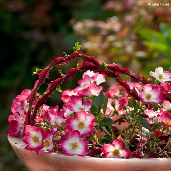 Rosier arbuste 'bukavu' pot de 4l/5l
