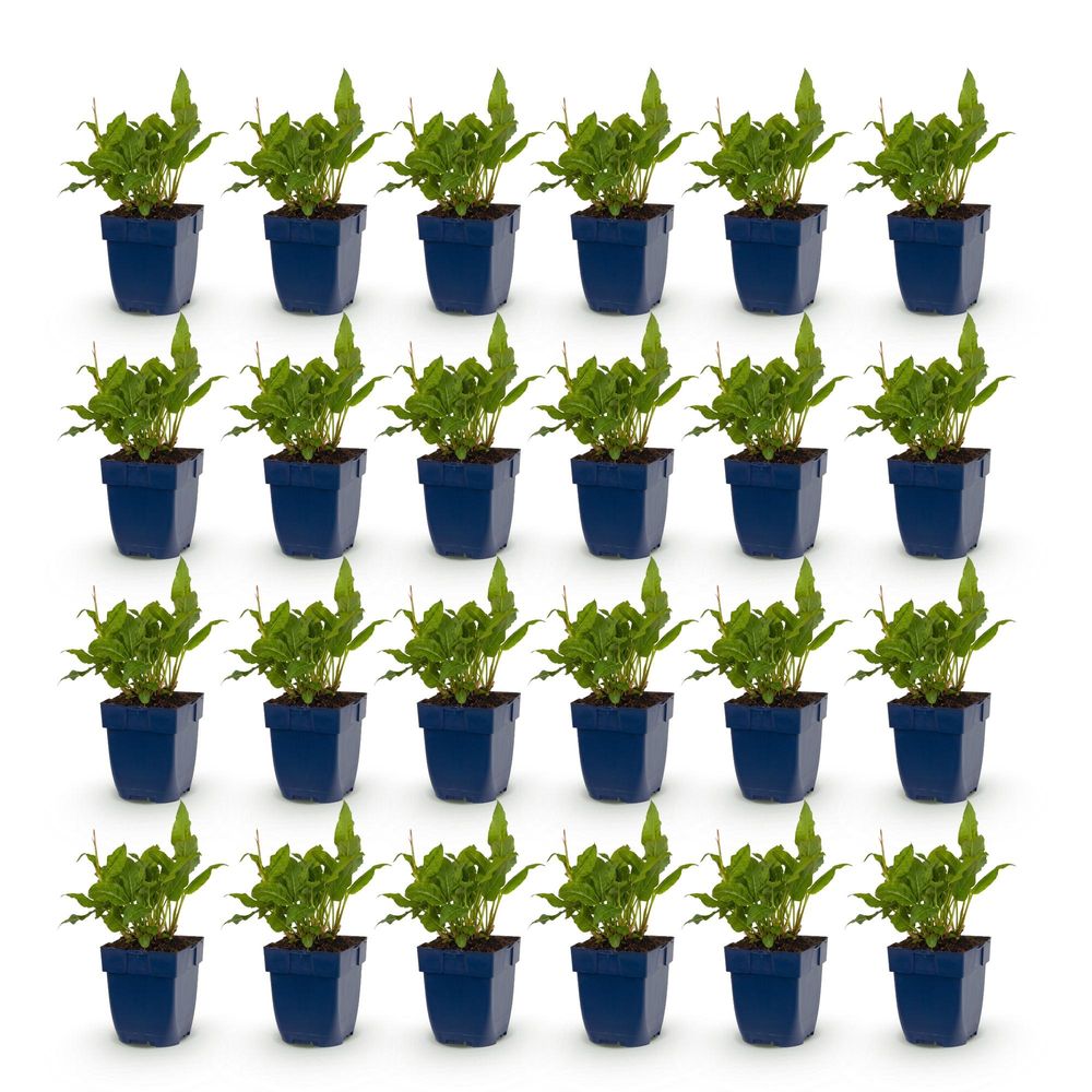 Renouée 'rosea' - lot de 24 - pot 11 cm - hauteur 25 cm - plante d'extérieur