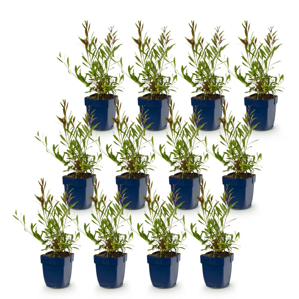 Gaura 'whirling butterflies' - lot de 12 - pot 11 cm - hauteur 25 cm - plante d'extérieur