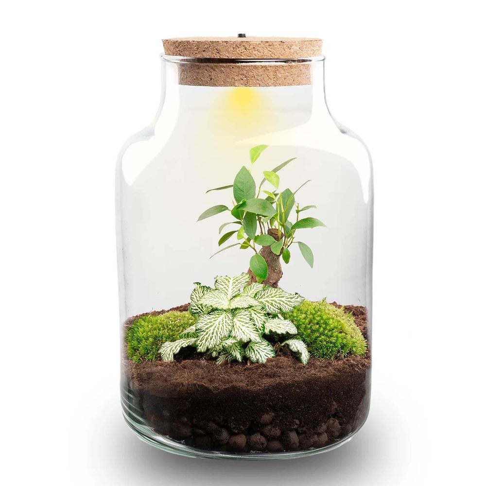 Kit terrarium lumineux bonsaï ficus ginseng et fittonia, bouteille en verre à bouchon led, hauteur 25 cm - terrarium diy