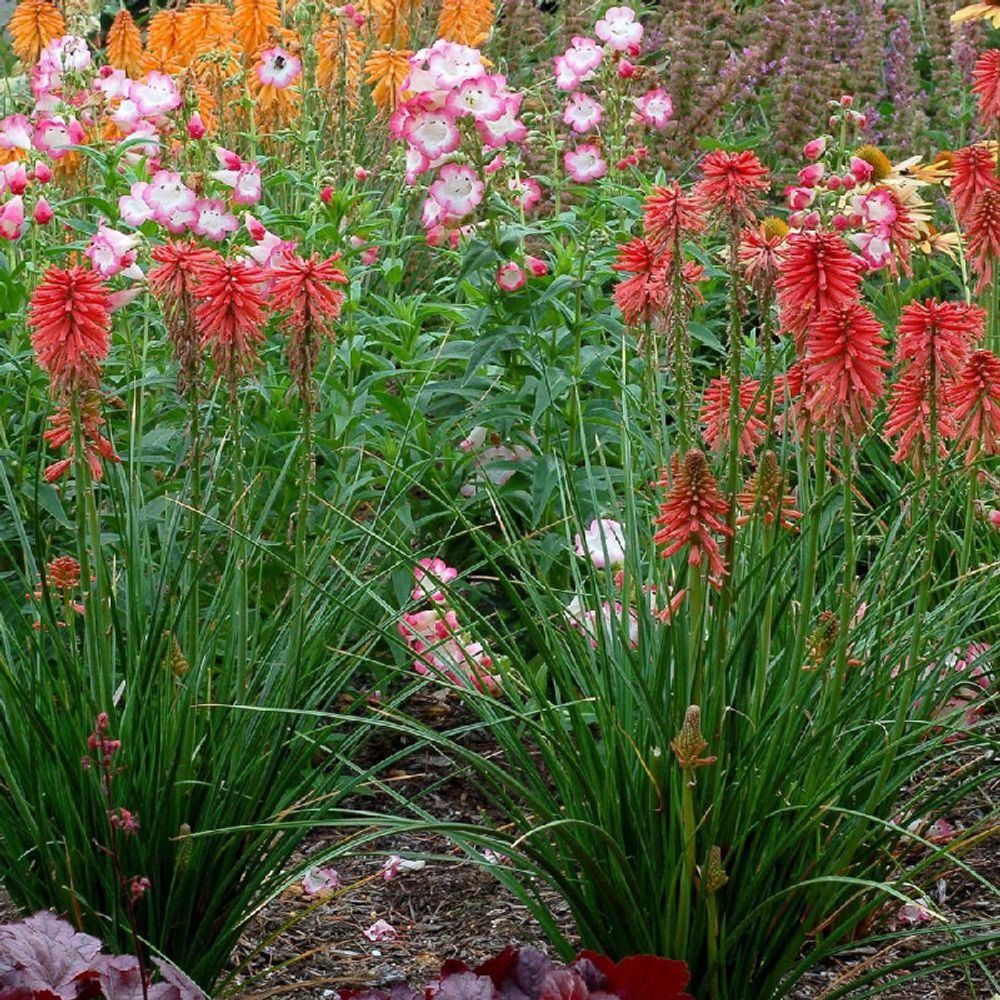 Kniphofia, tison de satan poco red® lot de 3 godets