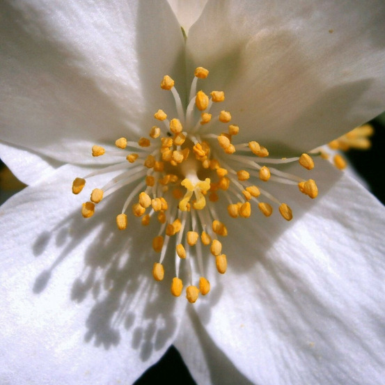 Seringat des jardins belle etoile, philadelphus pot de 4l - 40/60 cm