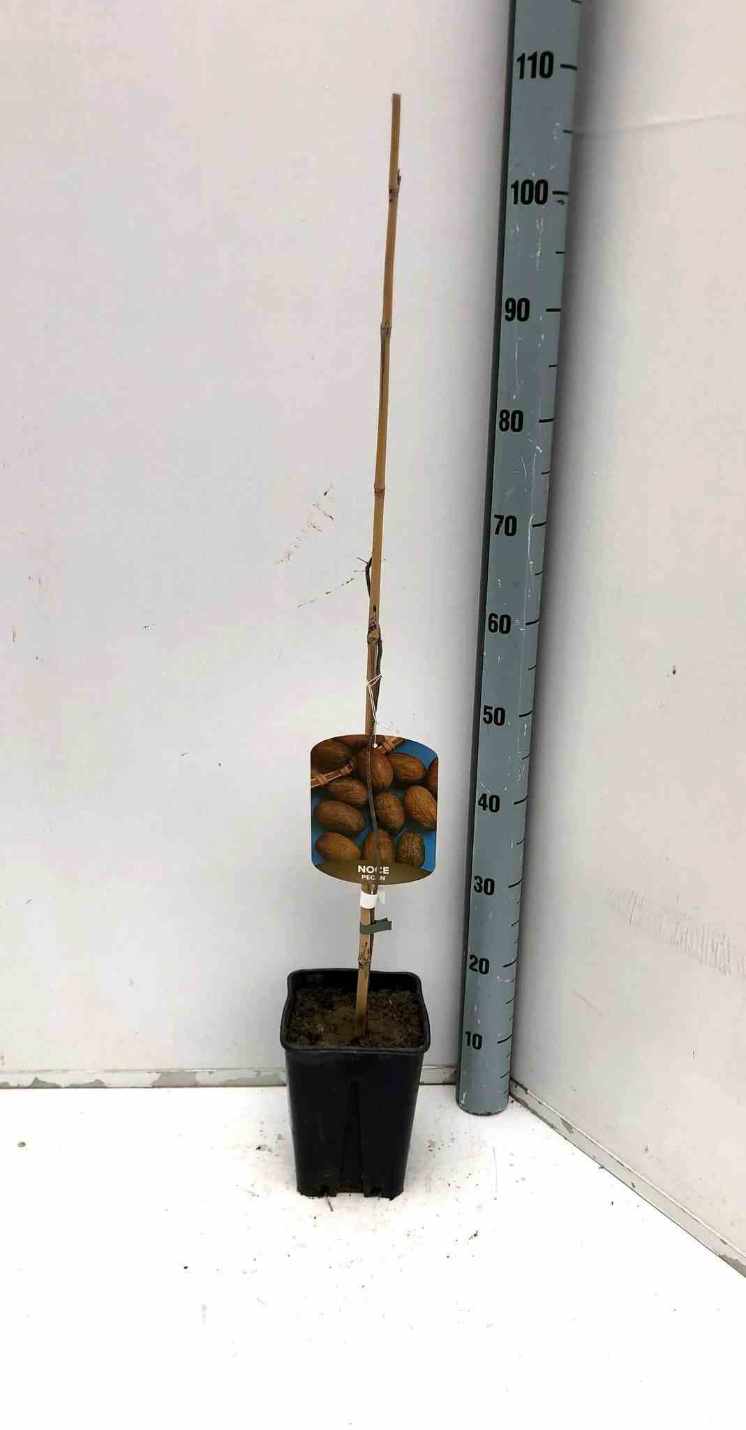 Carya illinoinensis (noix de pecan, pacanier) taille pot de 7 litres ? 120/140 cm -   vert