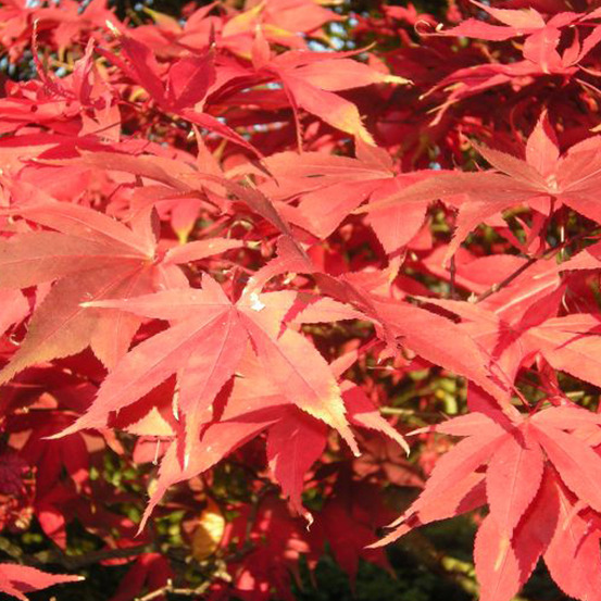 Érable du japon 'osakazuki' - acer palmatum 'osakazuki' - 60- 80 cm pot